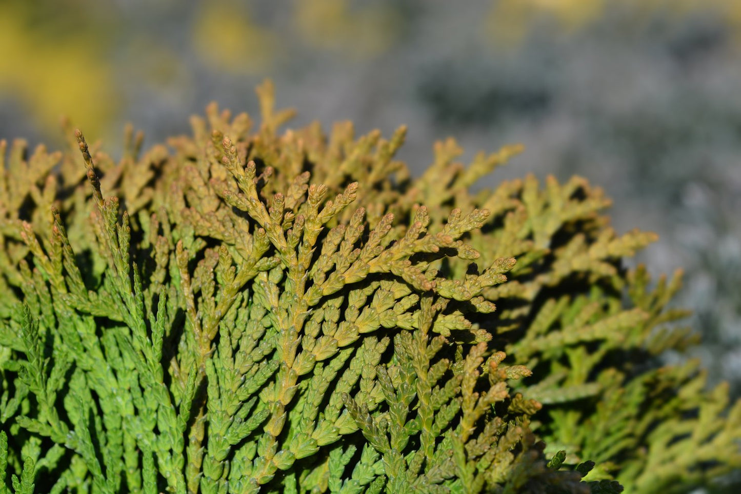 Thuja occidentalis 'Danica', 20-25 cm
