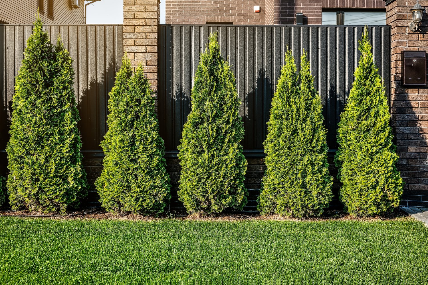 Thuja occidentalis 'Smaragd', 40-60 cm