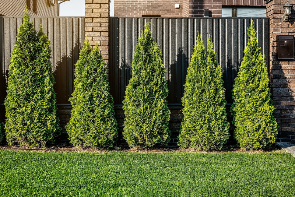 Thuja occidentalis 'Smaragd', 40-60 cm