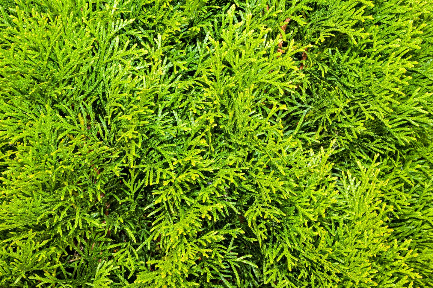 Thuja occidentalis 'Smaragd', 40-60 cm