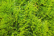Thuja occidentalis 'Smaragd', 40-60 cm