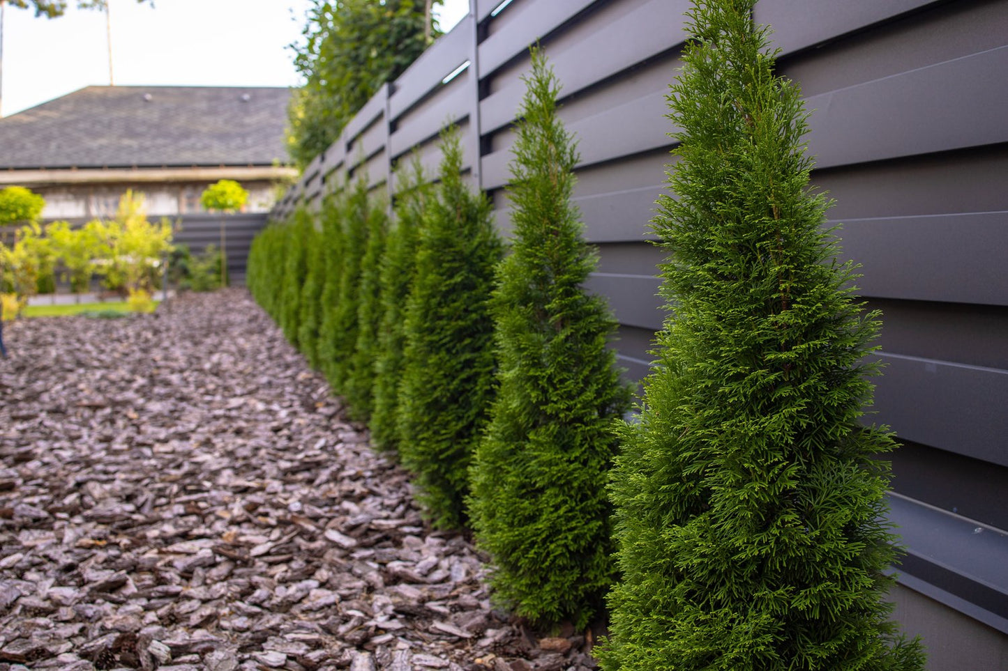 Thuja occidentalis 'Smaragd', 40-60 cm