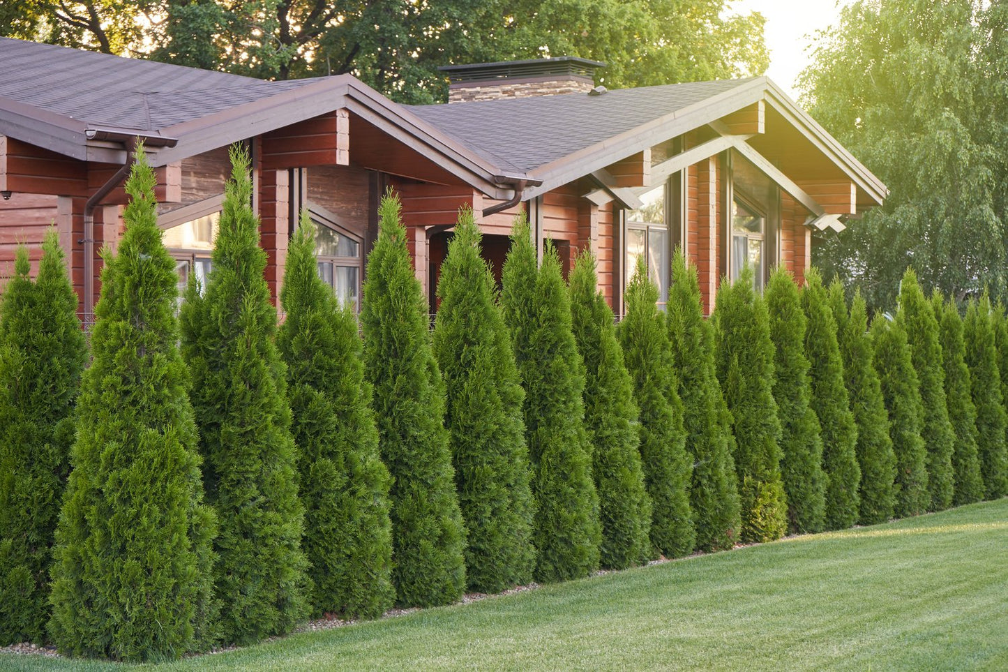 Thuja occidentalis 'Smaragd', 80-100 cm