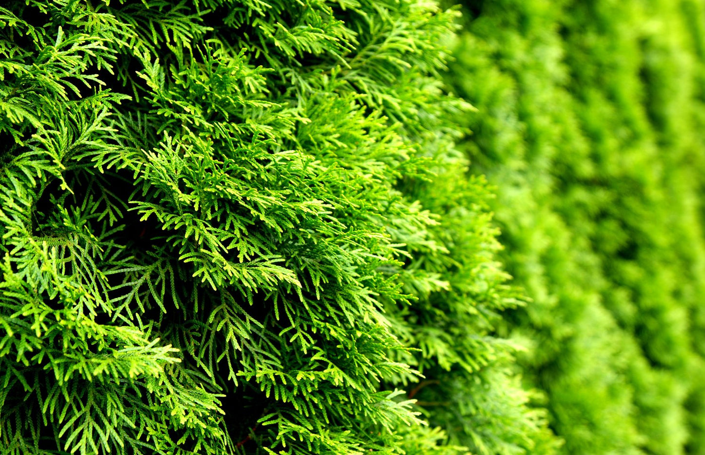 Thuja occidentalis 'Smaragd', 80-100 cm