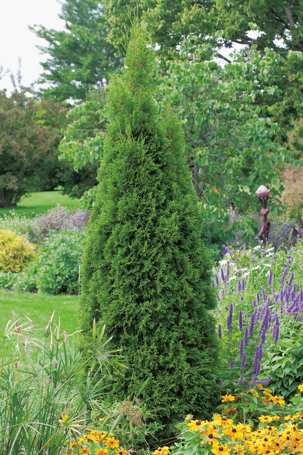 Thuja occidentalis 'Smaragd', 80-100 cm