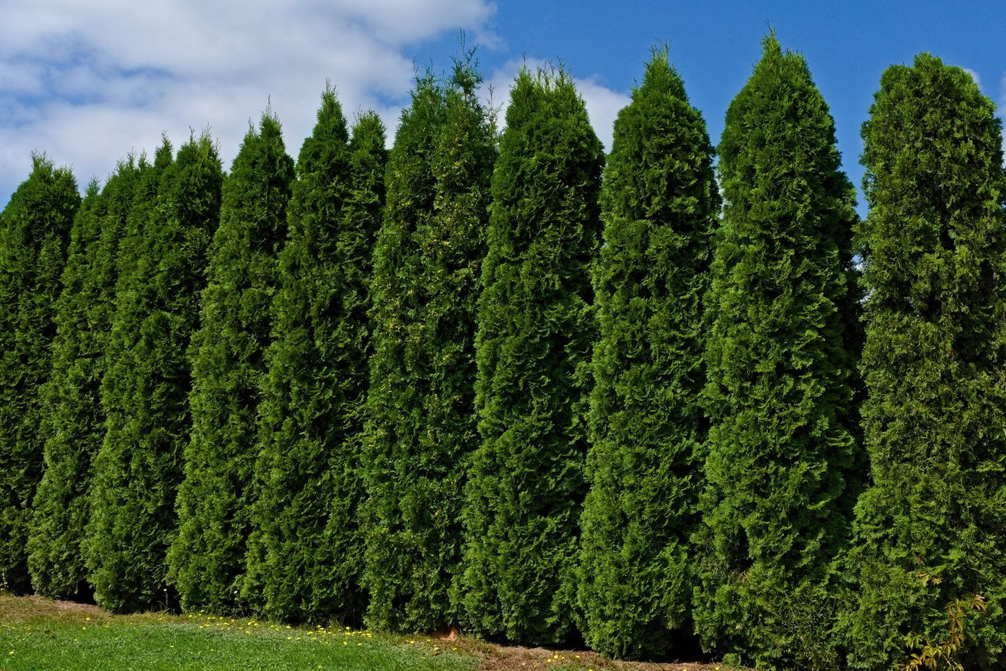 Thuja occidentalis 'Smaragd', 100-125 cm