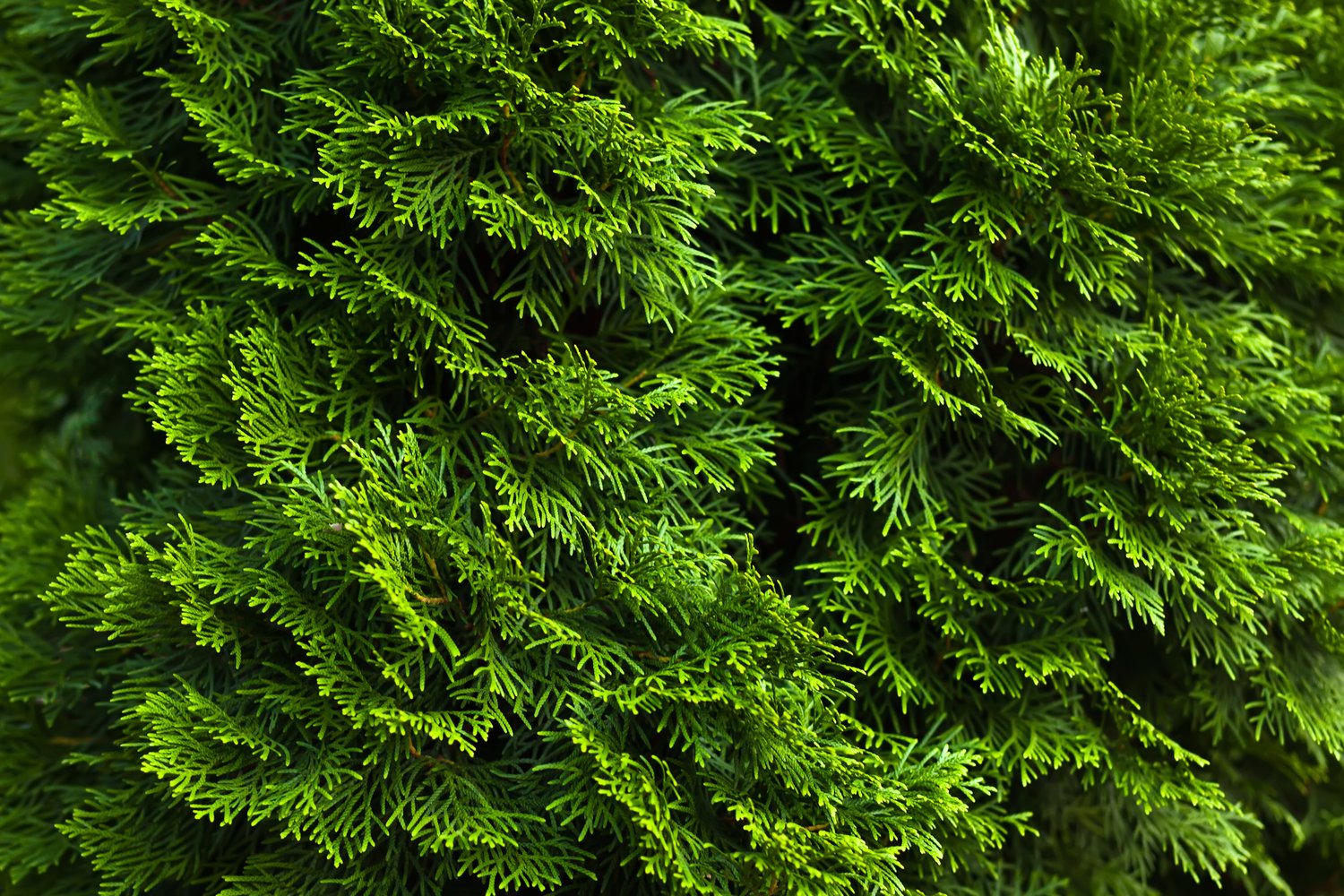 Thuja occidentalis 'Smaragd', 100-125 cm