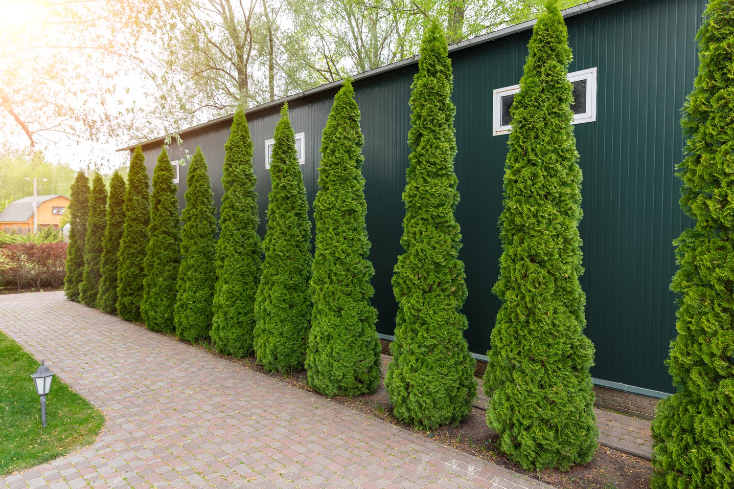 Thuja occidentalis 'Smaragd', 100-125 cm