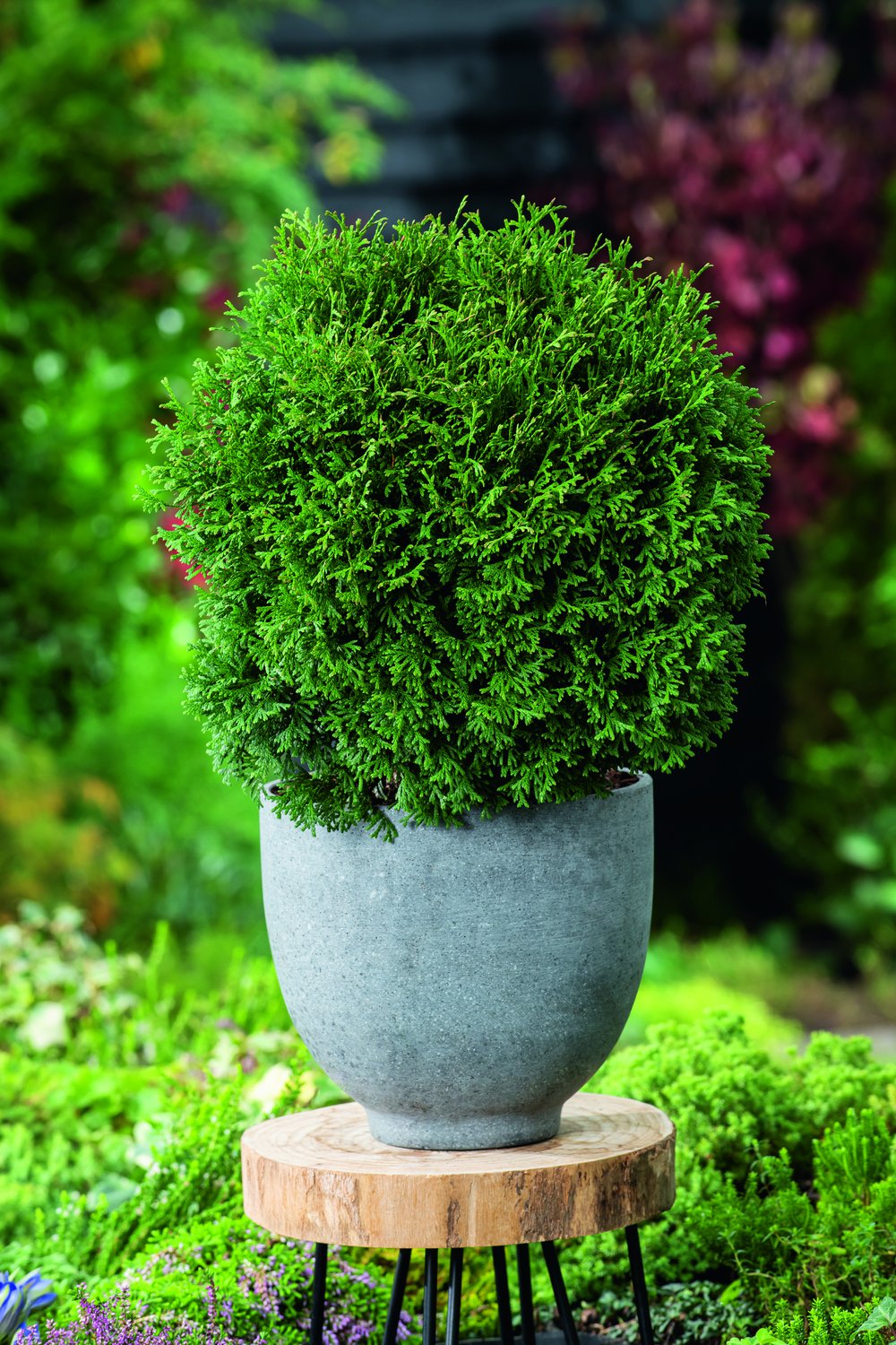 Thuja occidentalis 'Tiny Tim', 25-30 cm