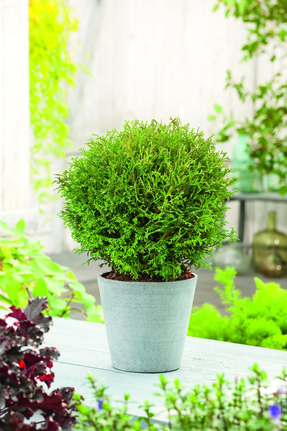 Thuja occidentalis 'Tiny Tim', 25-30 cm