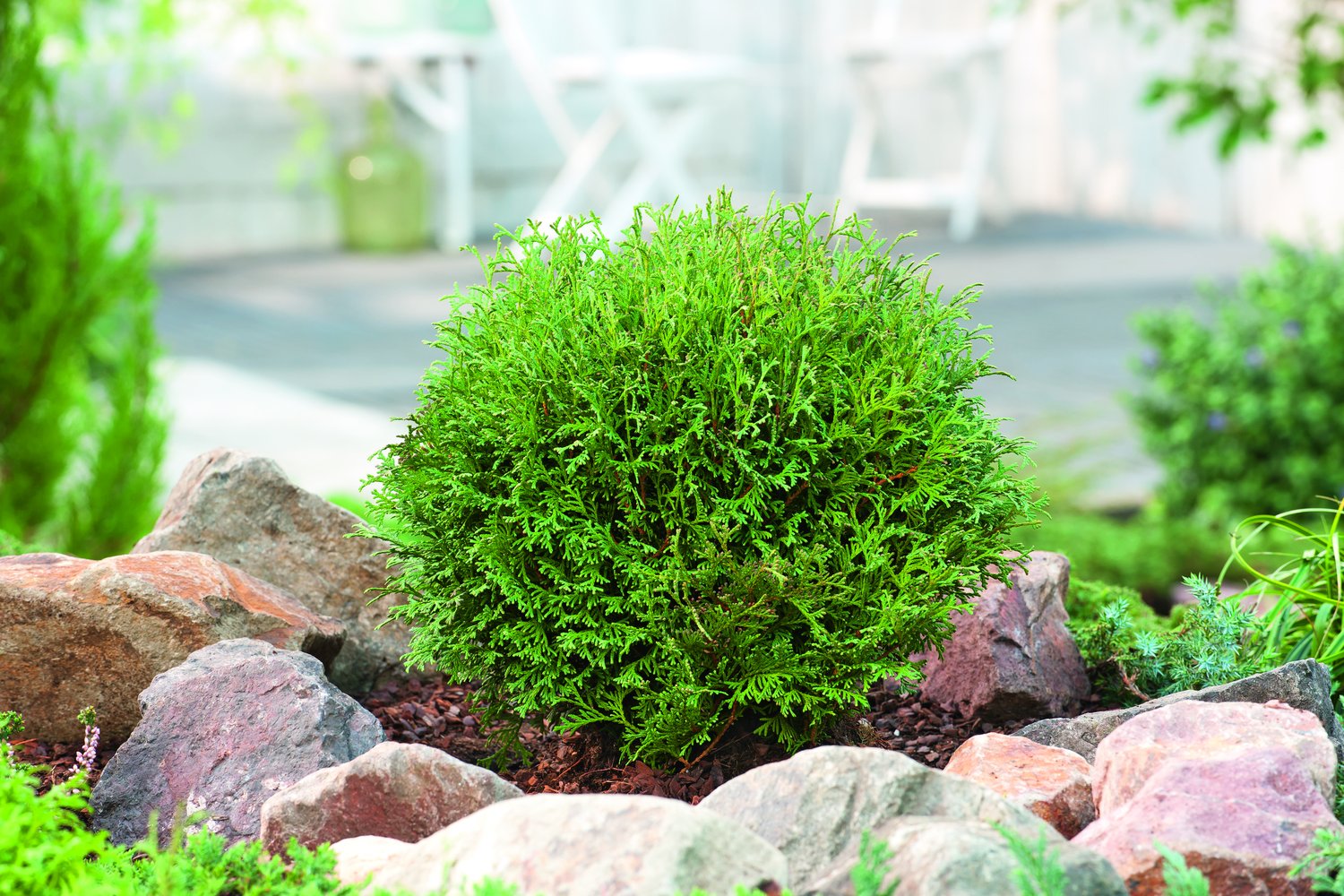 Thuja occidentalis 'Tiny Tim', 25-30 cm