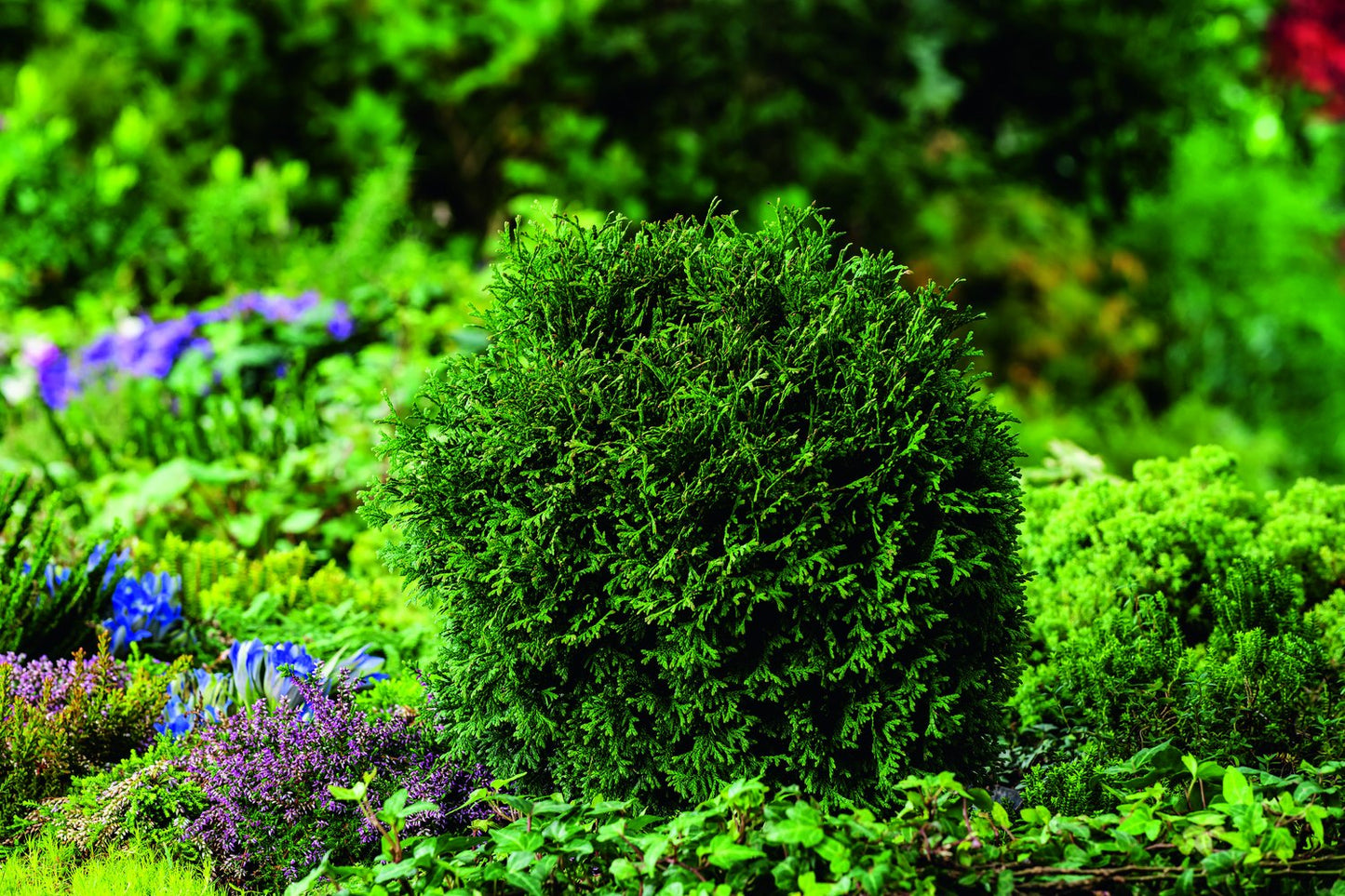 Thuja occidentalis 'Tiny Tim', 25-30 cm