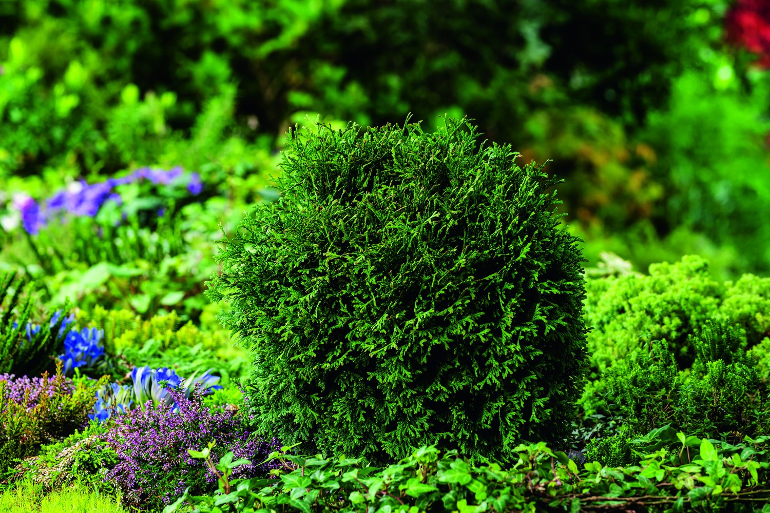 Thuja occidentalis 'Tiny Tim', 25-30 cm