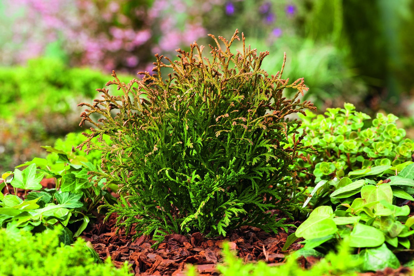 Thuja occidentalis 'Tiny Tim', 25-30 cm