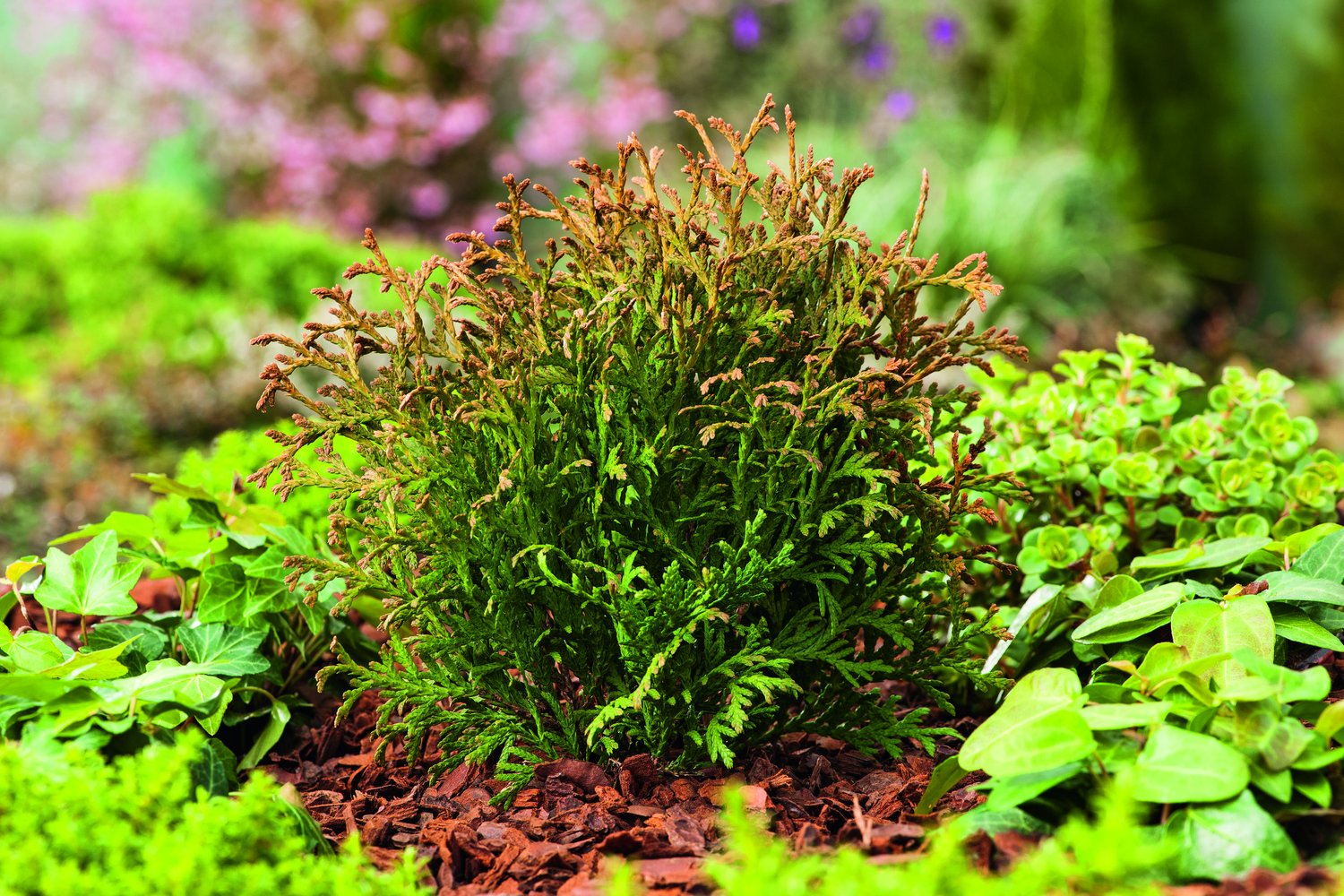 Thuja occidentalis 'Tiny Tim', 25-30 cm