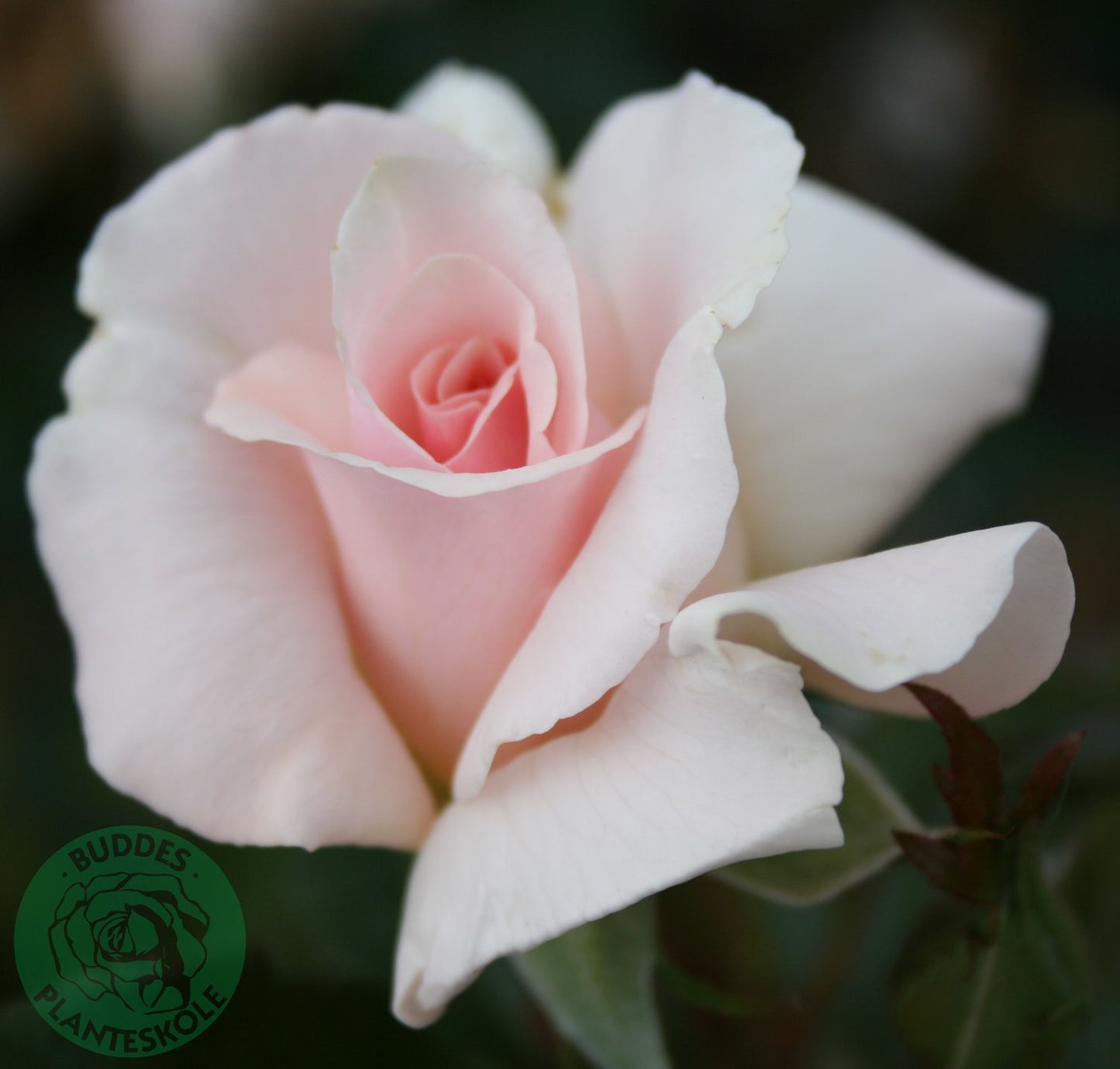 Rosa A Whiter Shade Of Pale