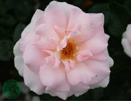 Rosa A Whiter Shade Of Pale