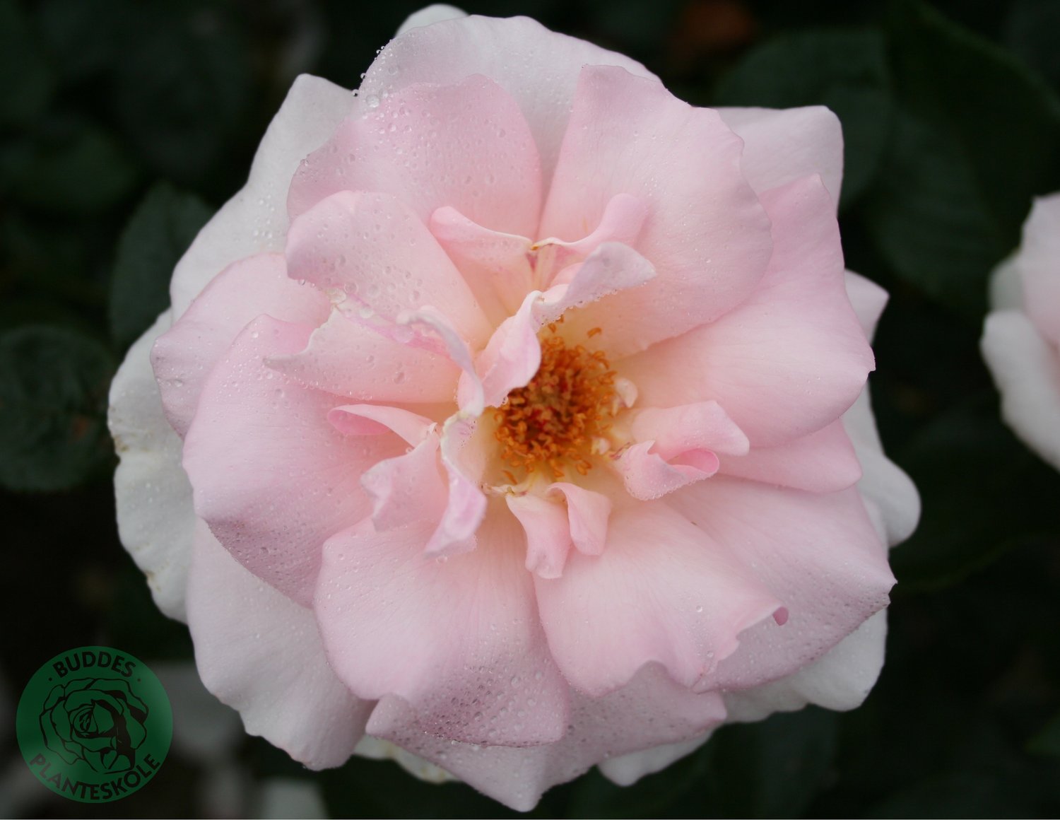 Rosa A Whiter Shade Of Pale