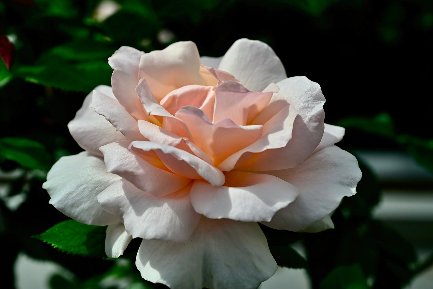 Rosa A Whiter Shade Of Pale