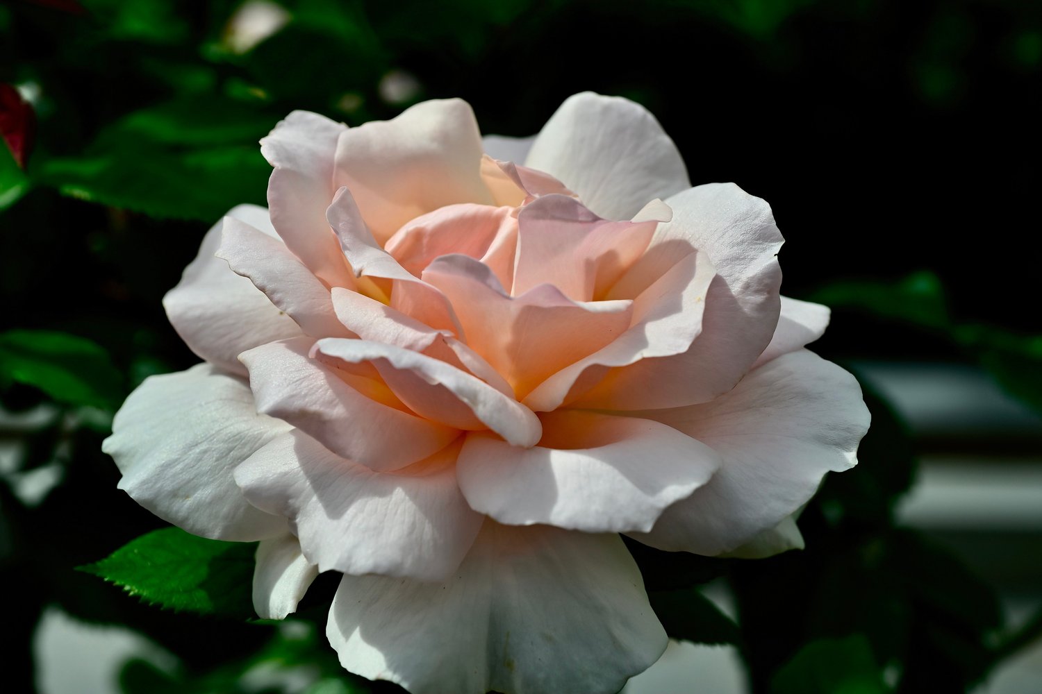 Rosa A Whiter Shade Of Pale