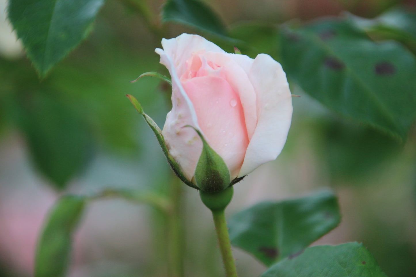 Rosa A Whiter Shade Of Pale