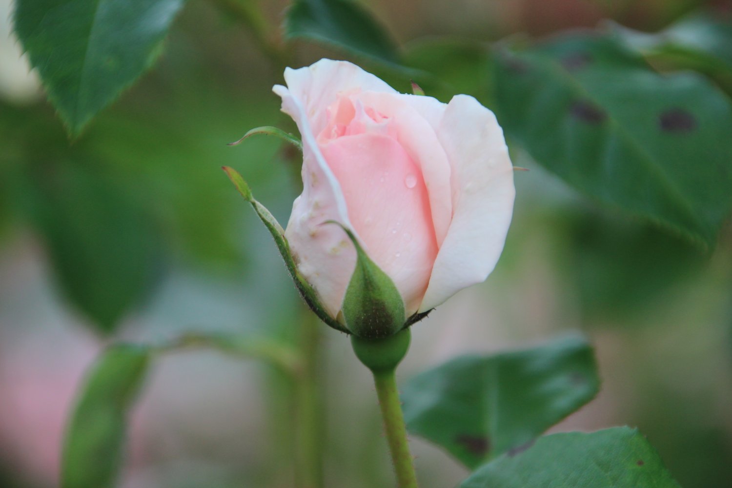 Rosa A Whiter Shade Of Pale