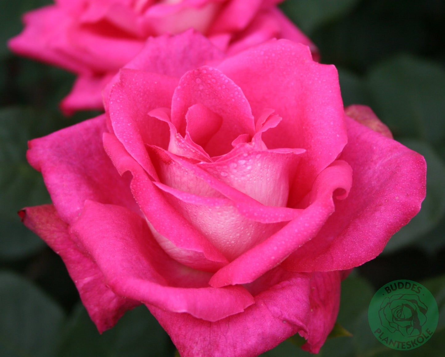 Rosa Acapella