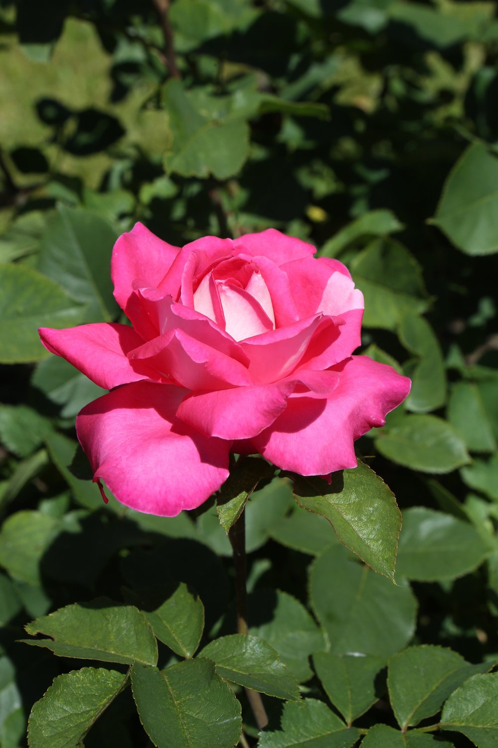 Rosa Acapella