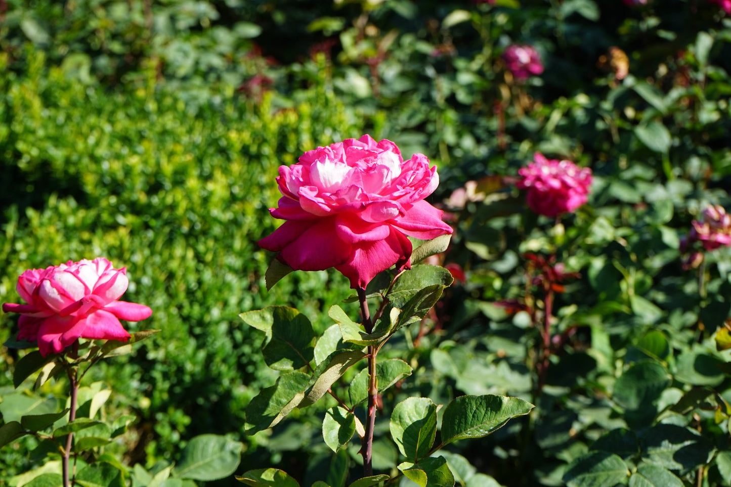 Rosa Acapella
