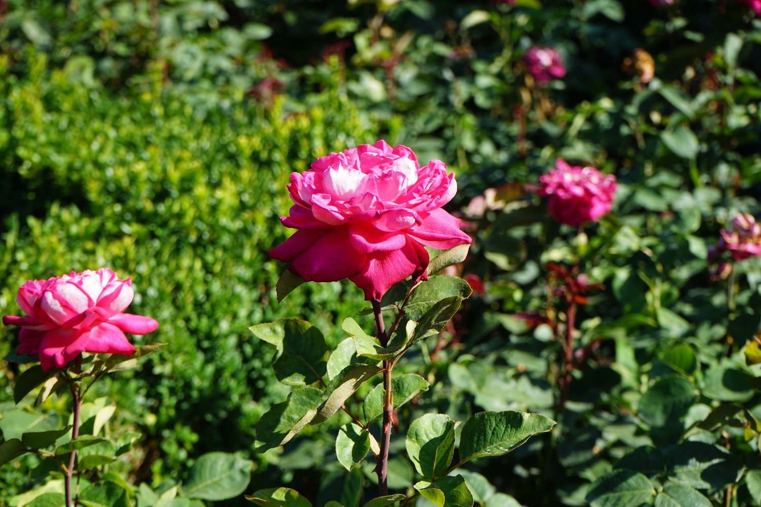 Rosa Acapella