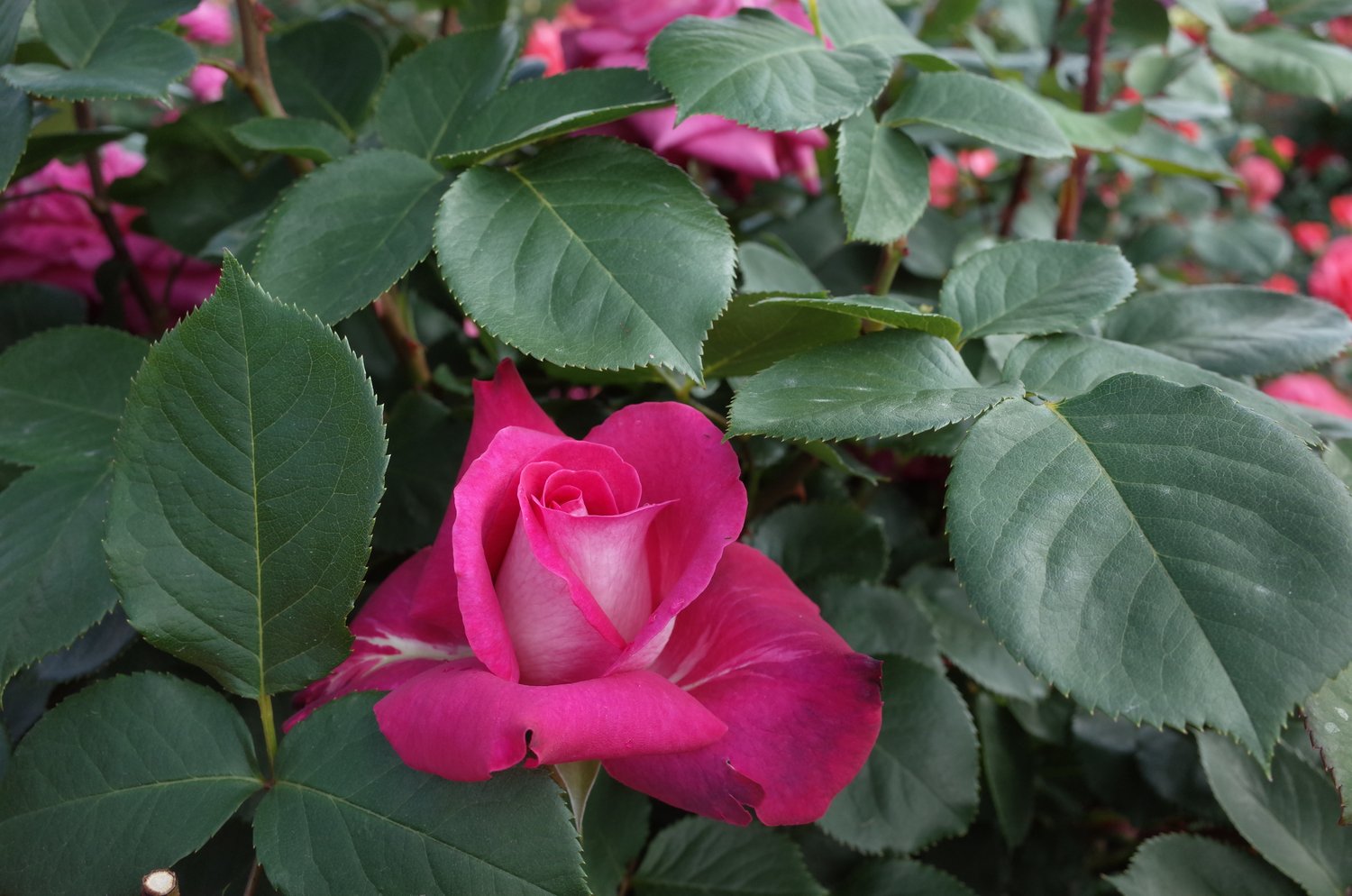 Rosa Acapella