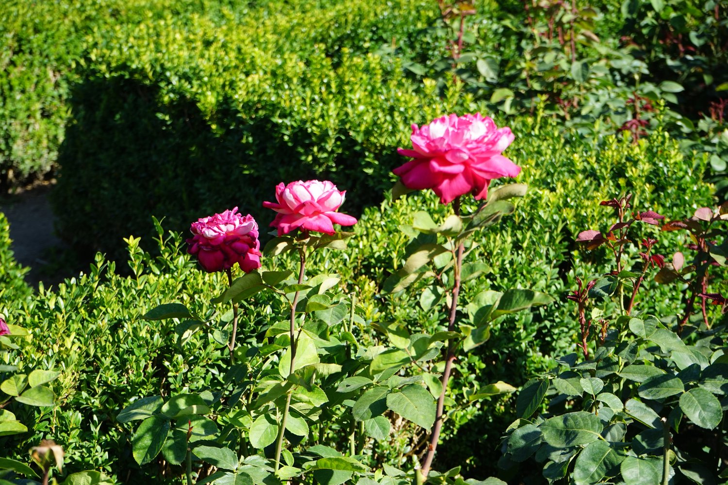 Rosa Acapella