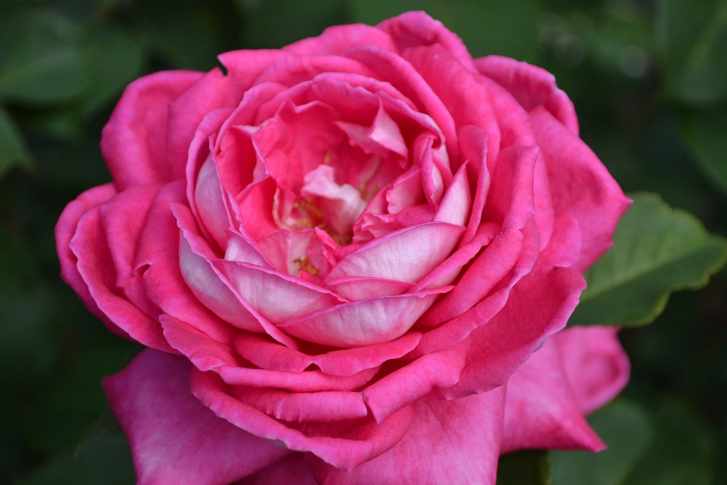 Rosa Acapella