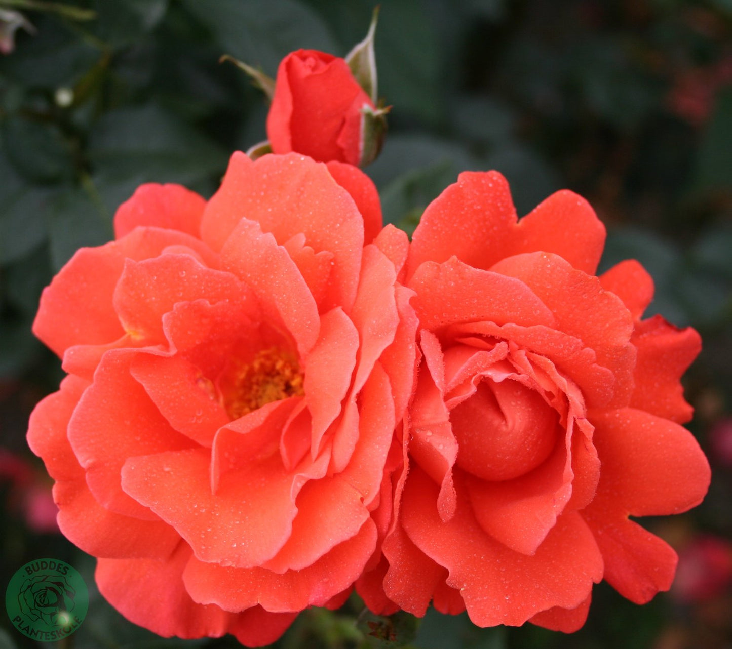 Rosa ALEXANDER