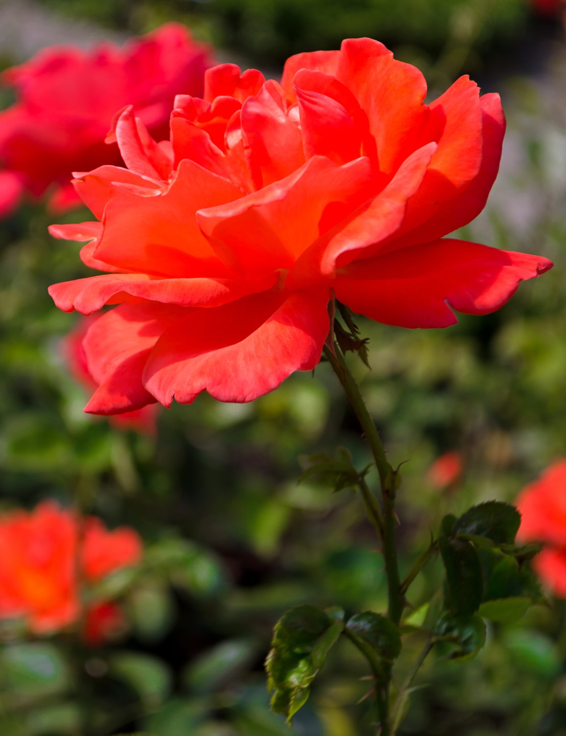 Rosa ALEXANDER