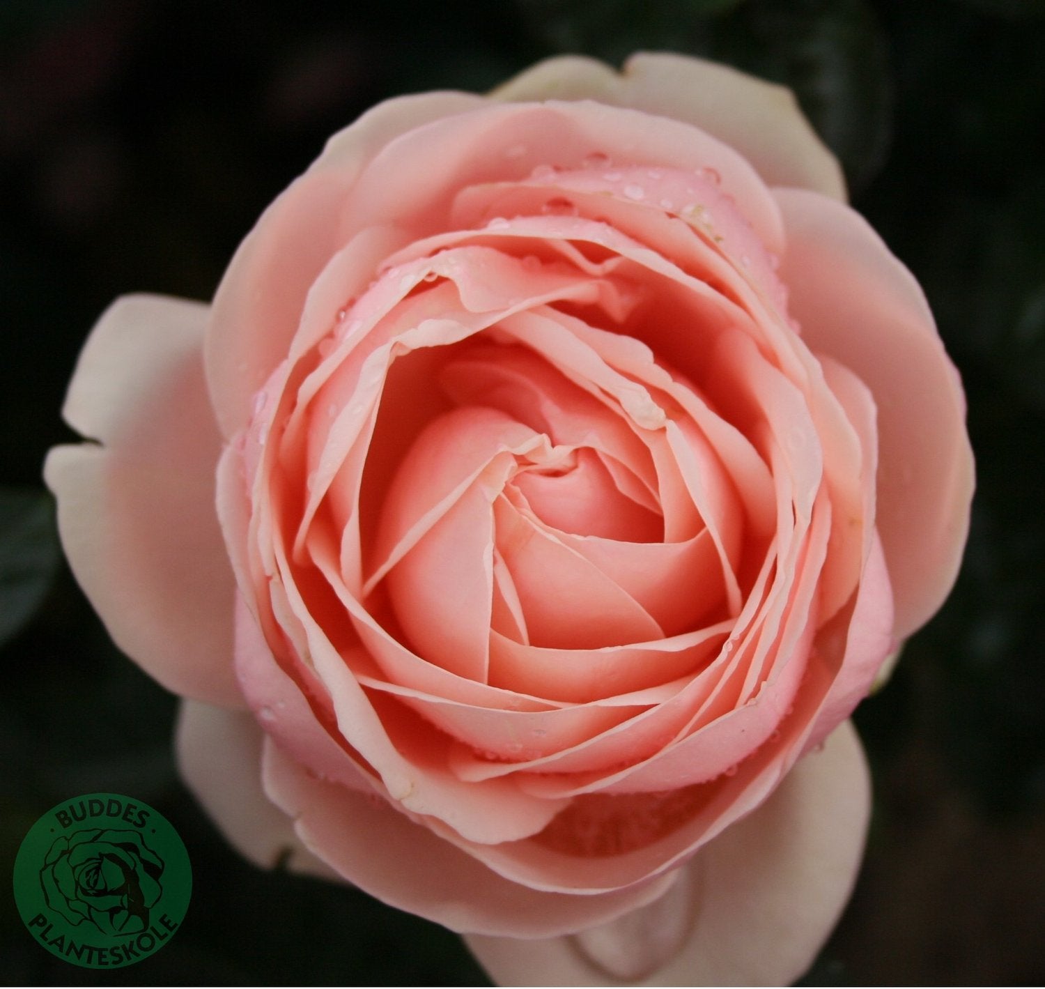 Rosa Aphrodite