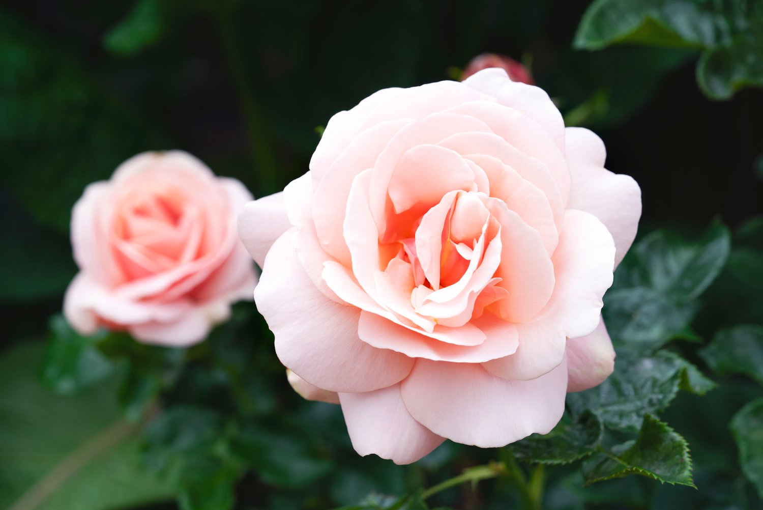 Rosa Aphrodite