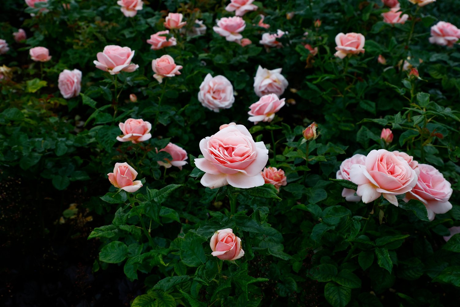 Rosa Aphrodite