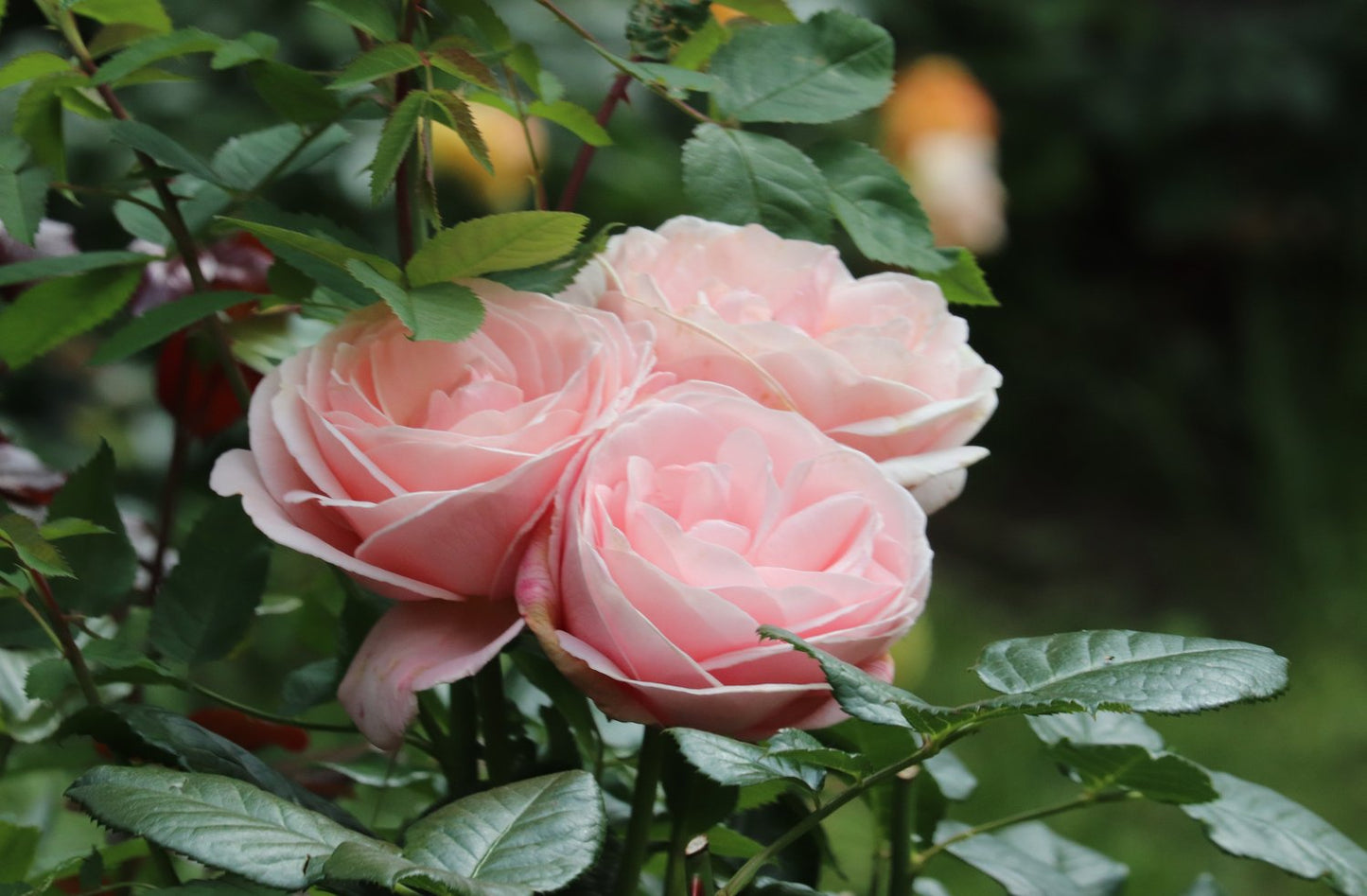 Rosa Aphrodite
