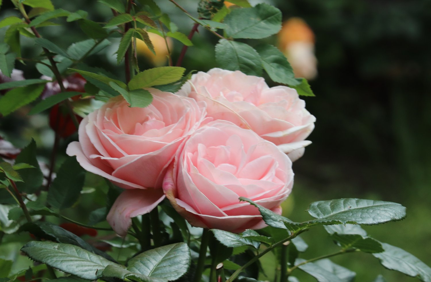 Rosa Aphrodite