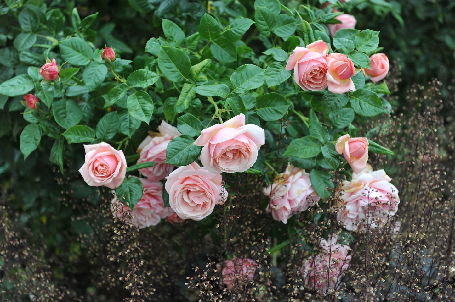 Rosa Aphrodite