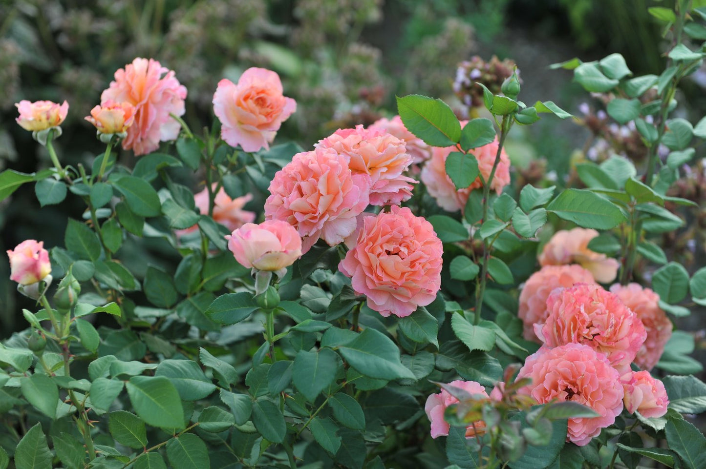 Rosa Augusta Luise