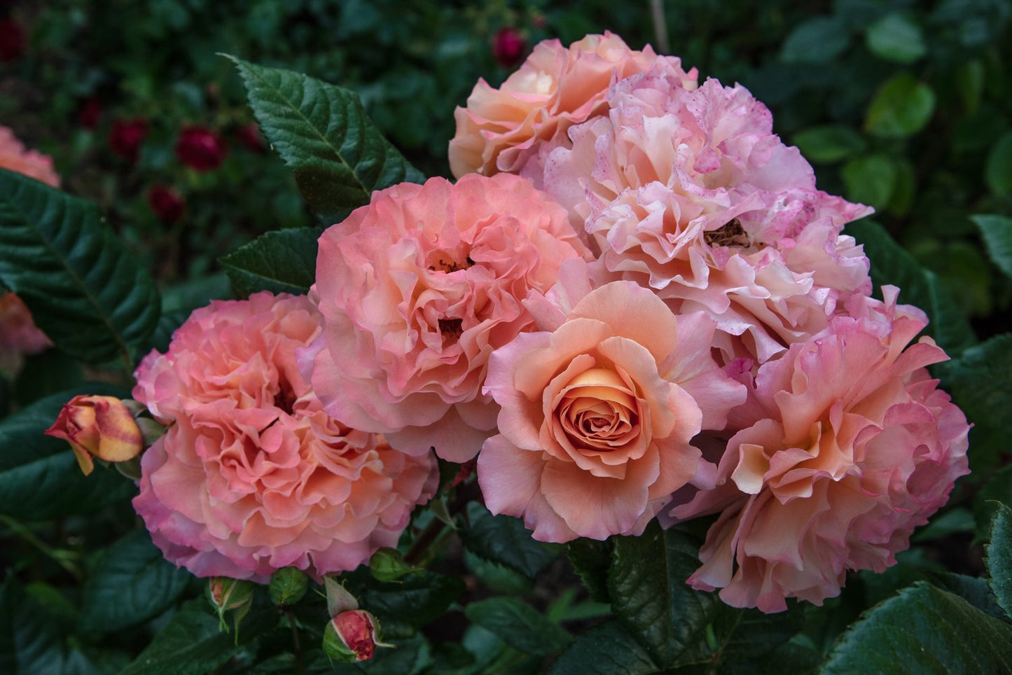 Rosa Augusta Luise