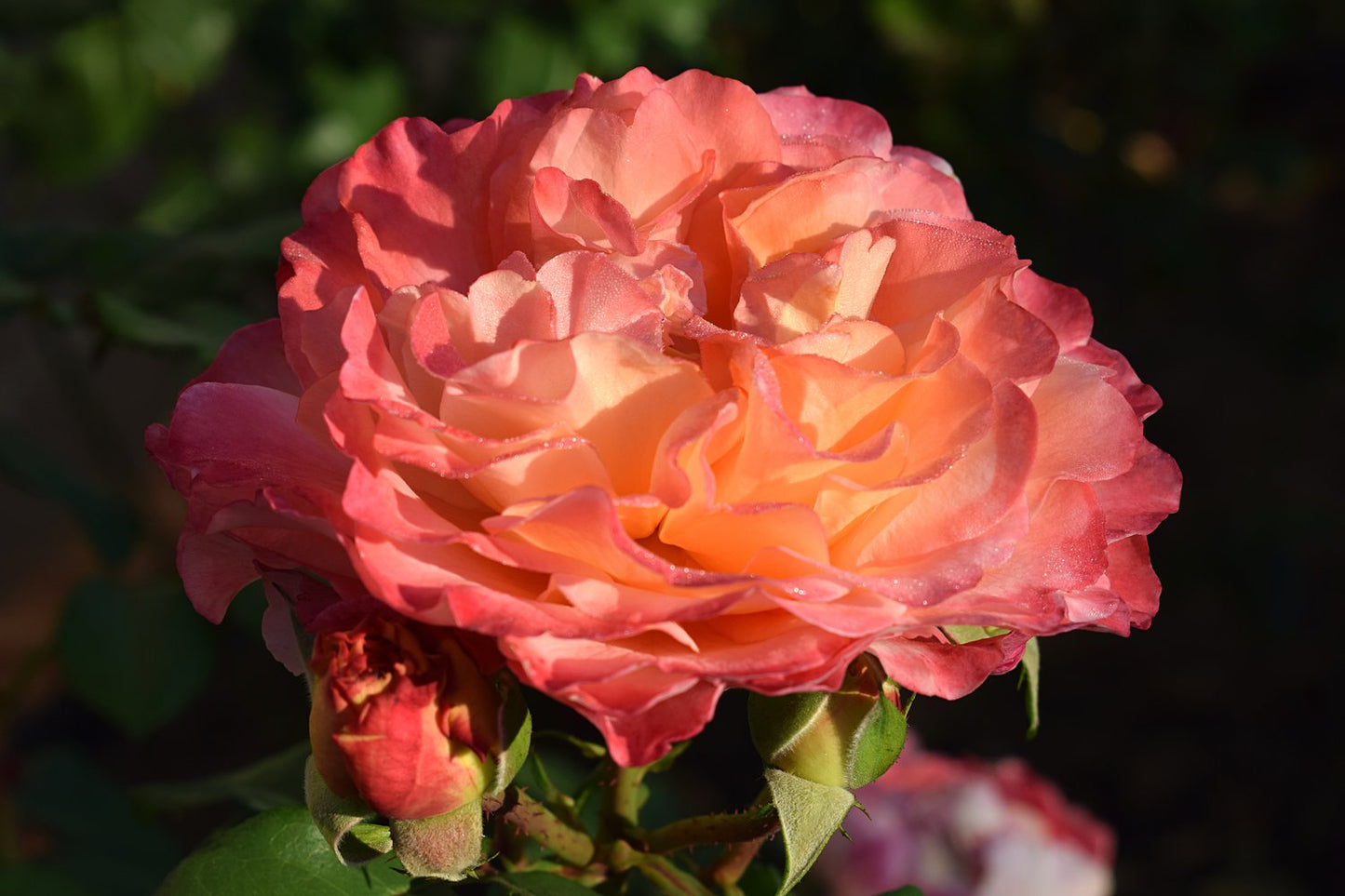 Rosa Augusta Luise