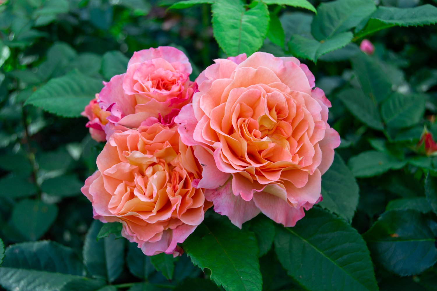 Rosa Augusta Luise