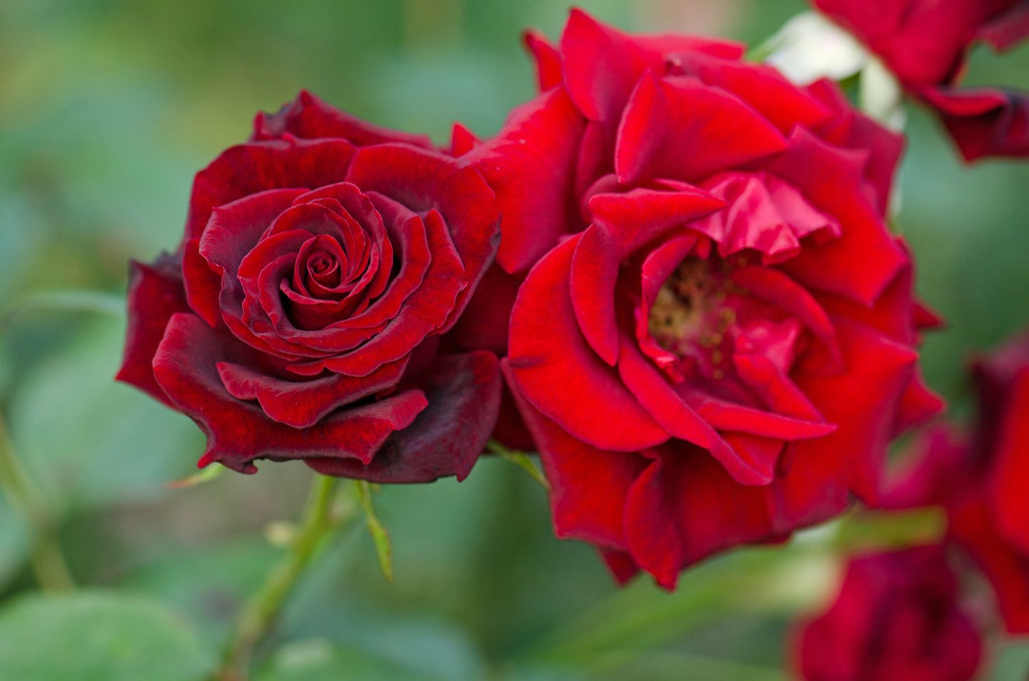 Rosa Barkarole