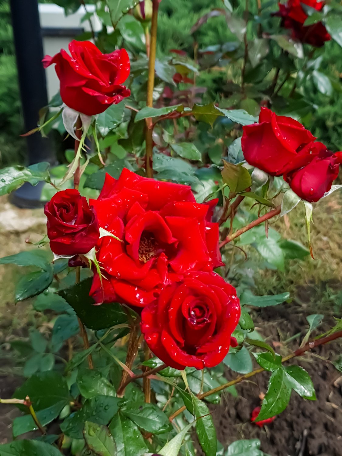 Rosa Barkarole