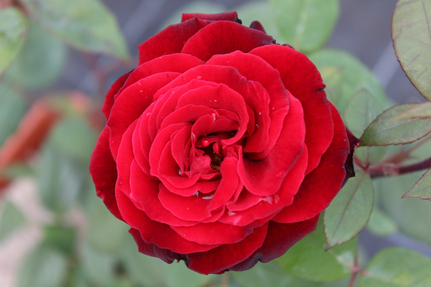 Rosa Barkarole