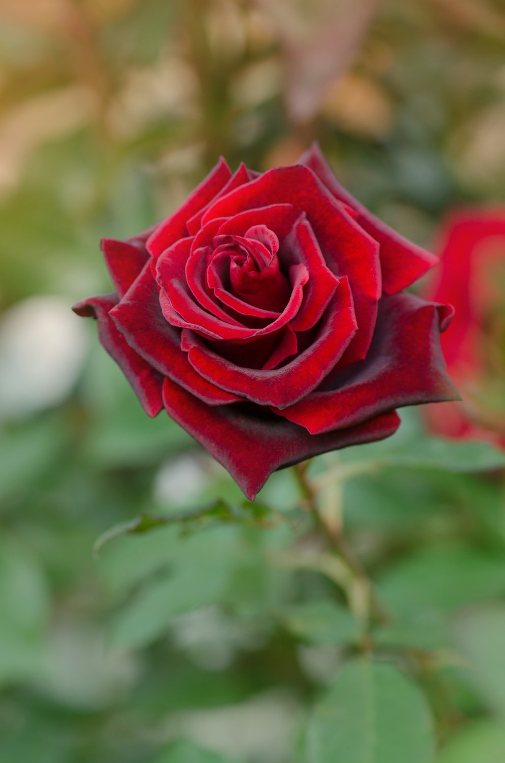 Rosa Barkarole