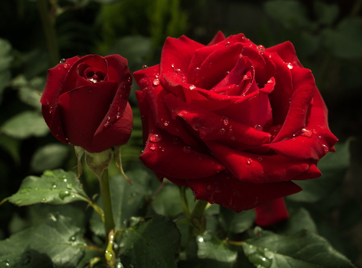 Rosa Barkarole